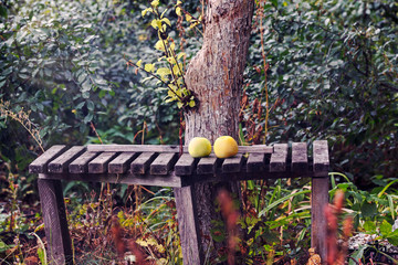 Fresh yellow and green apples on a wooden bench in a country garden.
