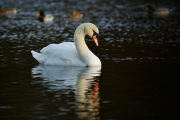 Naklejka premium Elegant white mute swan looking in water with its reflection on water surface, dark background, blurry ducks behind