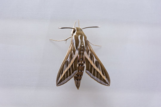 large hawk moth on a white curtain
