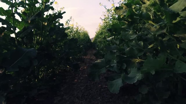 walk through a rapefield