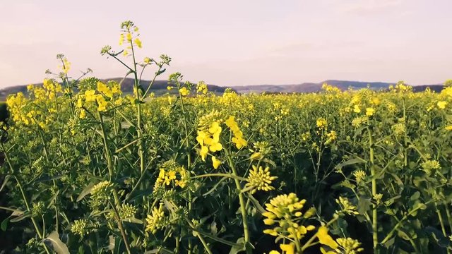 walk through a rapefield