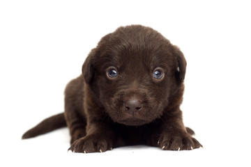 small brown labrador puppy on white background