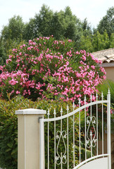 Laurier rose