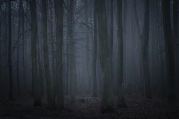 Rolgordijnen donker bos in de schemering © aga7ta