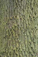 old oak tree bark texture