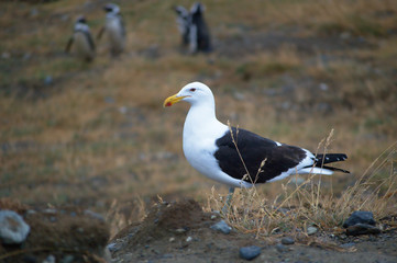 Seagull
