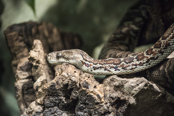 Snake