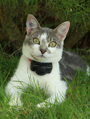 Chat avec collier anti-fugue