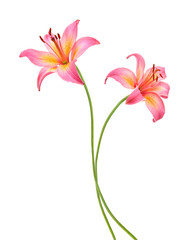 two pink lily flowers. Isolated on white background