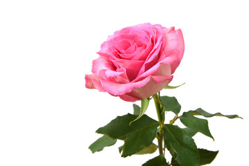 Pink rose, mother day flower