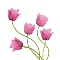 Two spring flowers. Tulips isolated on white
