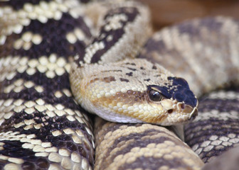 Rattlesnake