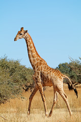 A giraffe (Giraffa camelopardalis) in natural habitat, South Africa.