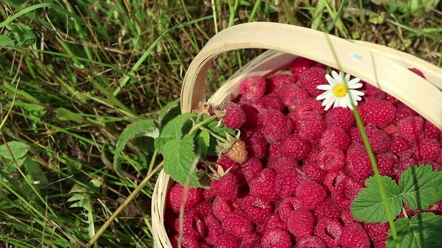 Fresh raspberries in a basket by hand on a background of green grass. The composition is complemented by chamomile and raspberry branch with ripe berries.