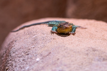Lizard