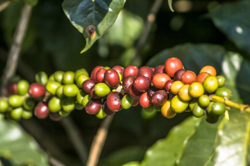 coffee beans on coffee tree, in Brazil