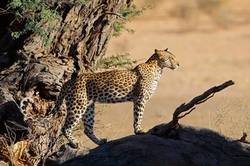 Foto op Canvas Leopard (Panthera pardus) watching from a tree, Kalahari desert, South Africa. © EcoView
