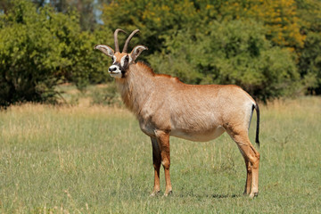 A rare roan antelope (Hippotragus equinus) standing in grassland, South Africa.