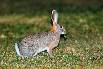 Scrub hare (Lepus saxatilis) in natural habitat, South Africa .