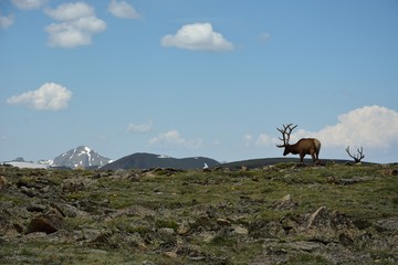 Bull elk on tundra