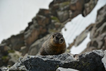 Marmot