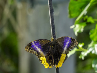 Banded owl butterfly