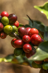 coffee beans on coffee tree, in Brazil