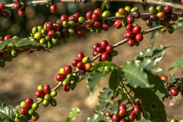 coffee beans on coffee tree, in Brazil