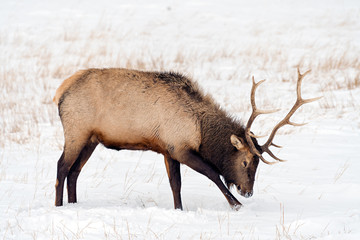 Wild Elk or also known as Wapiti (Cervus canadensis) in Banff National Park, Alberta, Canada