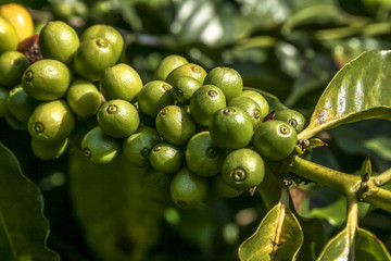 coffee beans on coffee tree, in Brazil