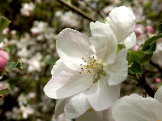 Fresh white blossom of an apple tree