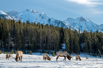 Wild Elk or also known as Wapiti (Cervus canadensis) in Banff National Park, Alberta, Canada