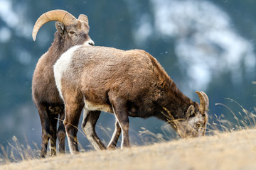 Naklejka premium Bighorn sheep (Ovis canadensis), Jasper National Park, Alberta, Canada