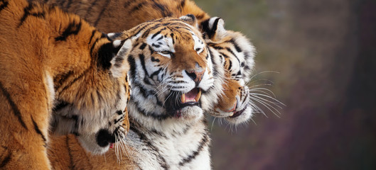 Close up of three Amur tigers, playing by rubbing their heads together, showing affection. One with an open mouth showing teeth. Banner with space for text. 