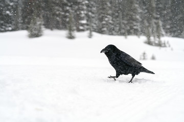 Common Raven (Corvus corax) in the snow in Banff National Park