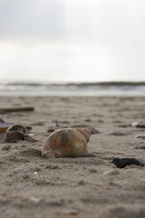 Fototapeta na wymiar Meeresschnecke und Muschelschalen im Sand