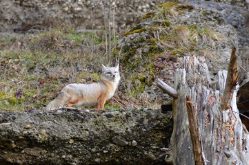 Corsac fox full size