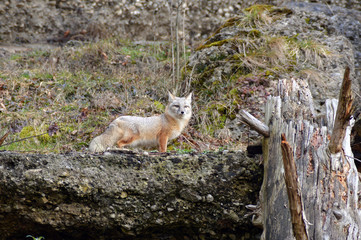 Corsac fox