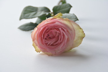 Rose isoliert