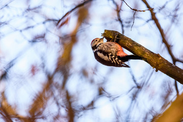 Middle spotted woodpecker