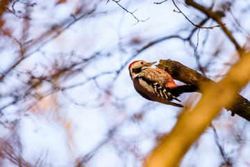 Middle spotted woodpecker