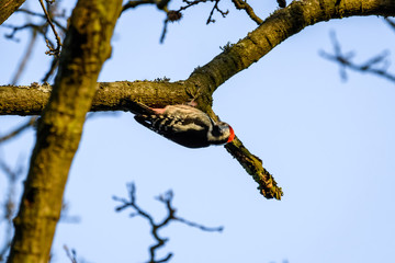 Middle spotted woodpecker
