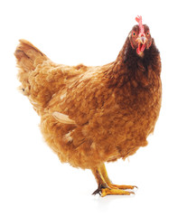 One brown chicken.