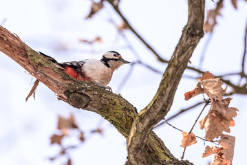 Great spotted woodpecker
