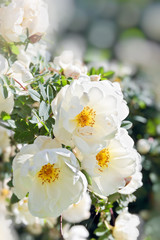 white dog rose