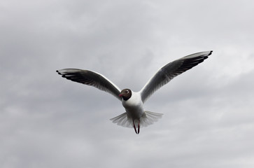 Black-headed seagull close - up on sky background