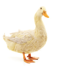 White beautiful duck.