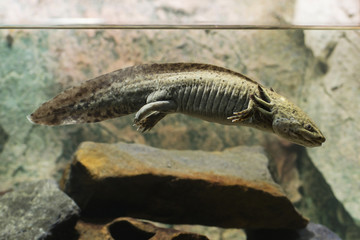 Axolotl Mexican natural coloring in an aquarium.