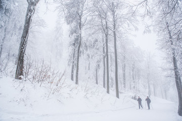 Beautiful white winter forest, beautiful atmosphere, christmas wallpaper. Skiers on the track