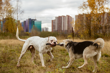 Obraz na płótnie Canvas Dogs struggling for stick